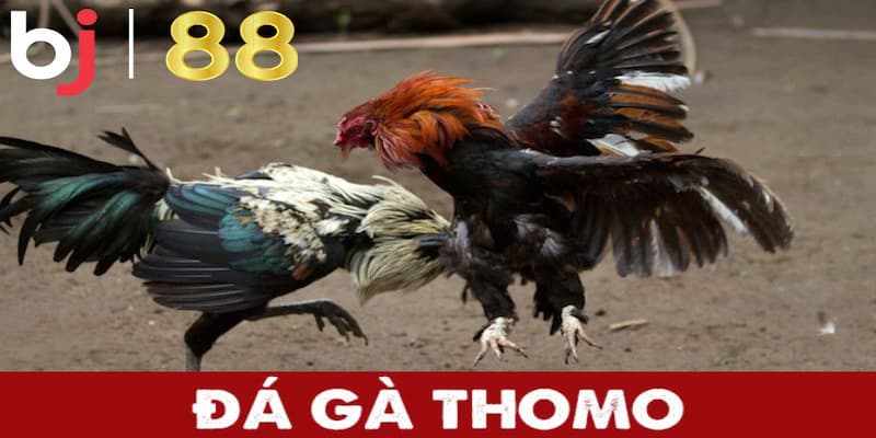 BJ88 đá gà - Cập nhật đá gà Thomo siêu đỉnh